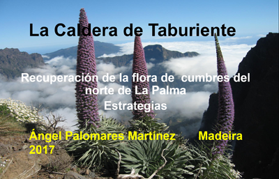 AngelPalomaresMartines