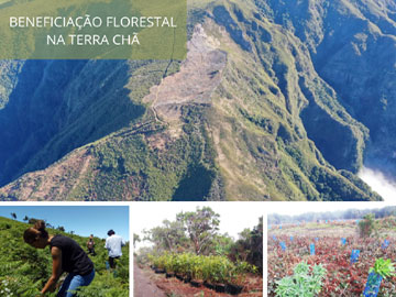 BENEFICIAÇÃO FLORESTAL NA TERRA CHÃ