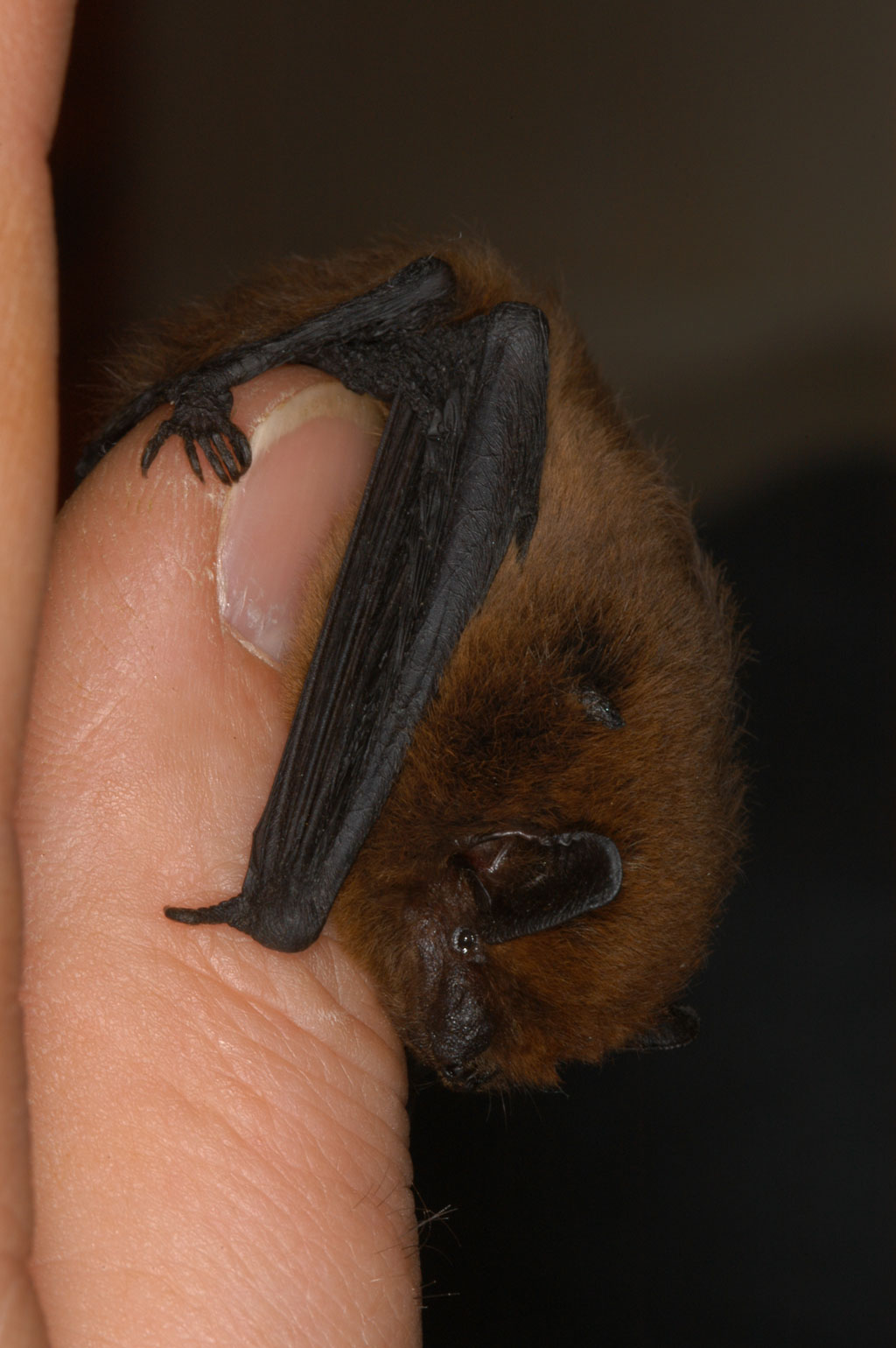 Pipistrellus maderensis r