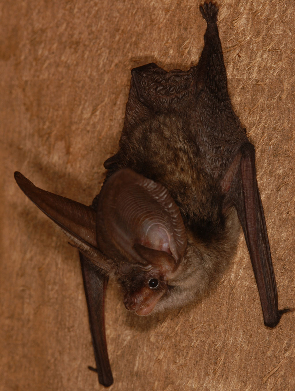 Plecotus austriacus R
