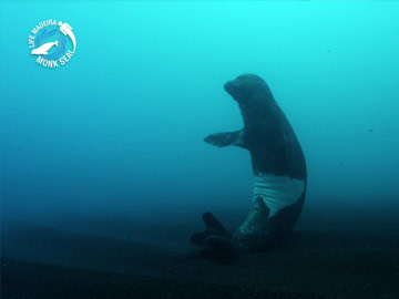 VÍDEO LIFE MADEIRA LOBO-MARINHO
