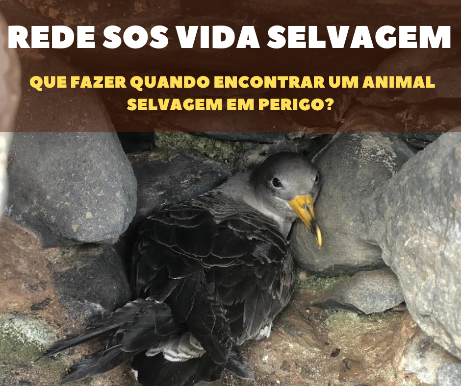 rede sos vida selvagem2