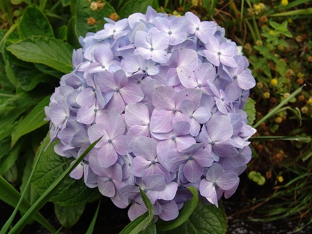 10 hydrangea macrophylla