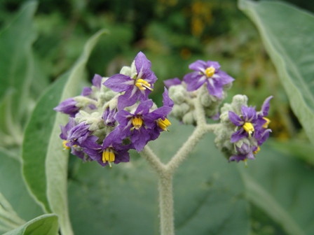 11 solanum mauritianum
