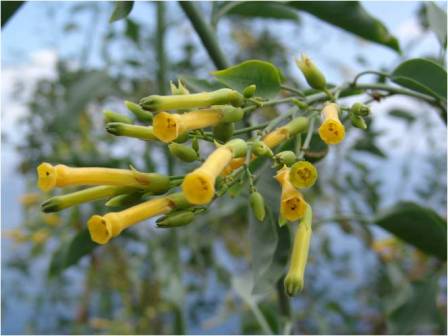 12 nicotiana glauca