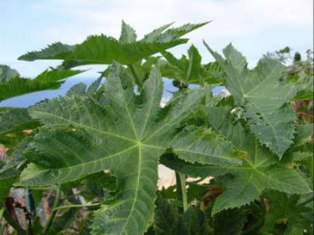 13 ricinus communis