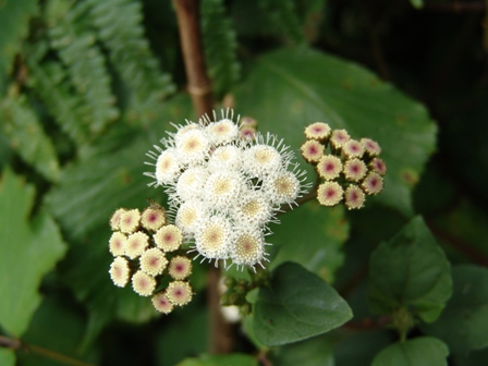 1 ageratina adenophora