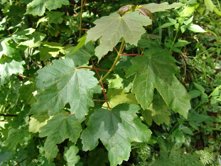 2 acer pseudoplatanus