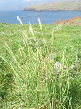 4 phalaris