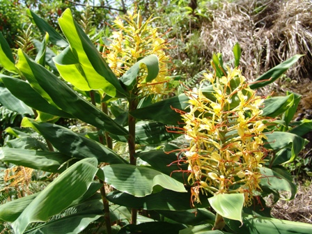 5 hedychium gardnerianum