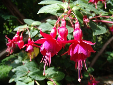 6 fuchsia magellanica