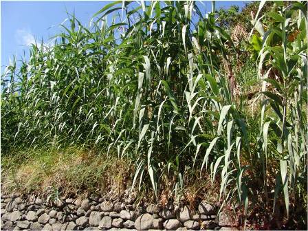 7 arundo donax