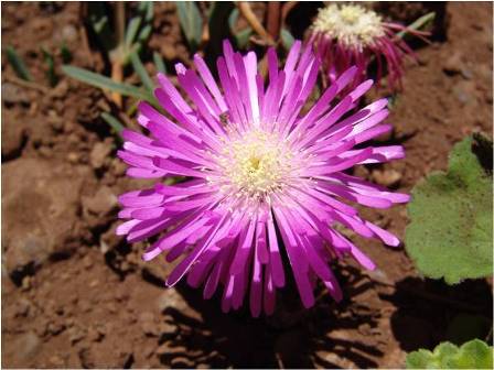 8 carpobrotus edulis2
