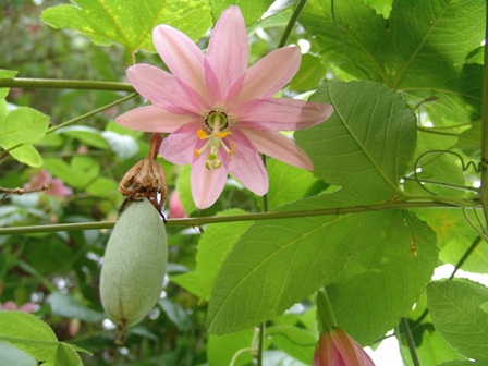 9 passiflora mollissima