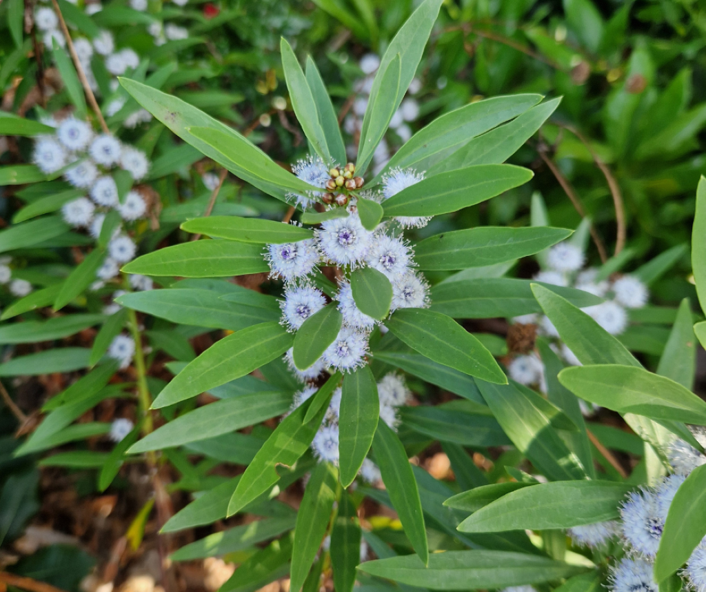 globularia