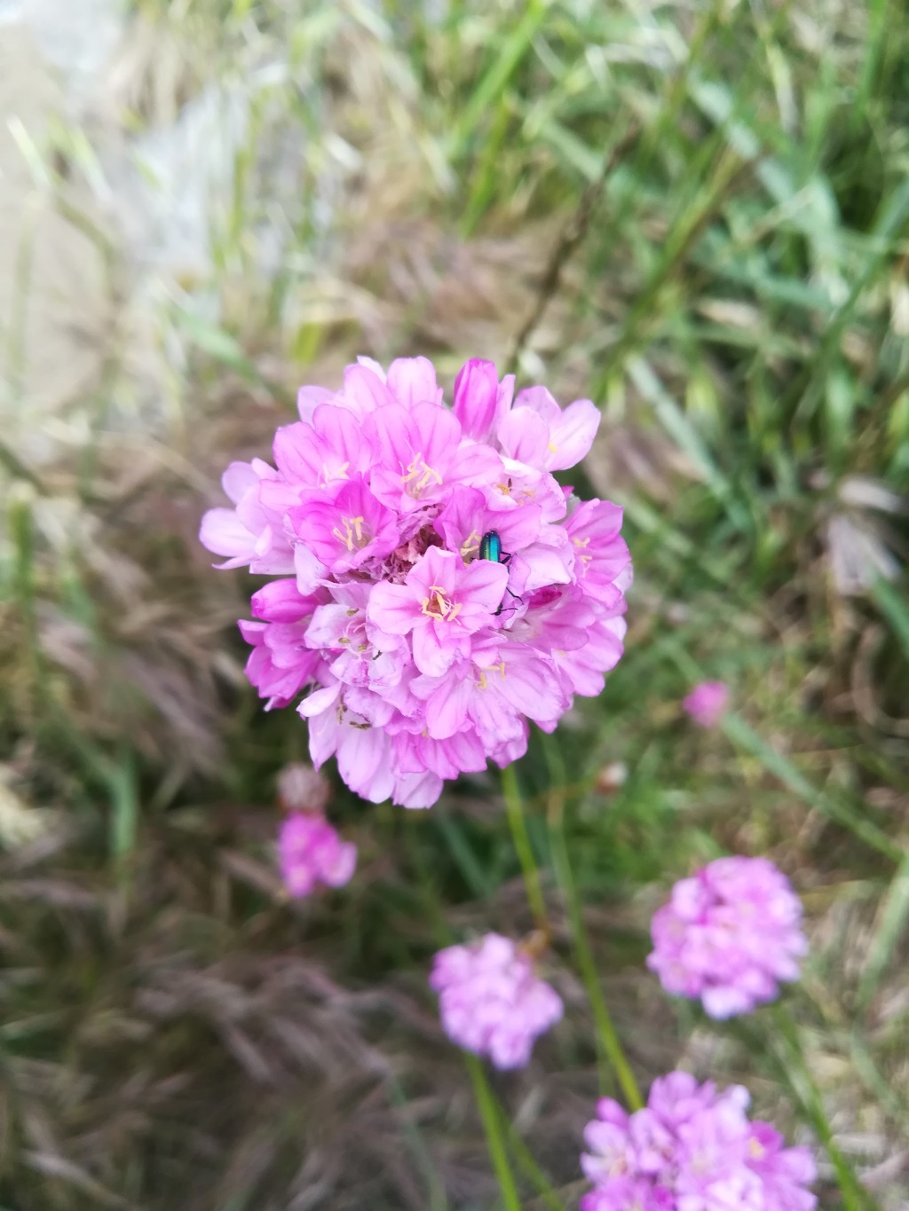 Armeria maderensis3