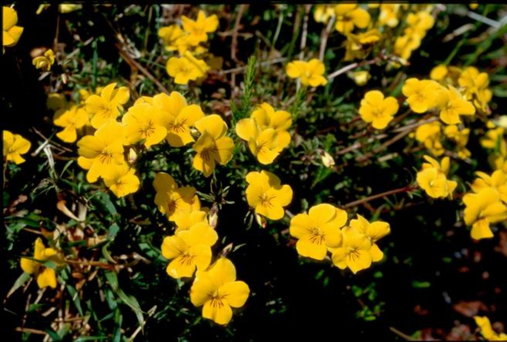Viola paradoxa