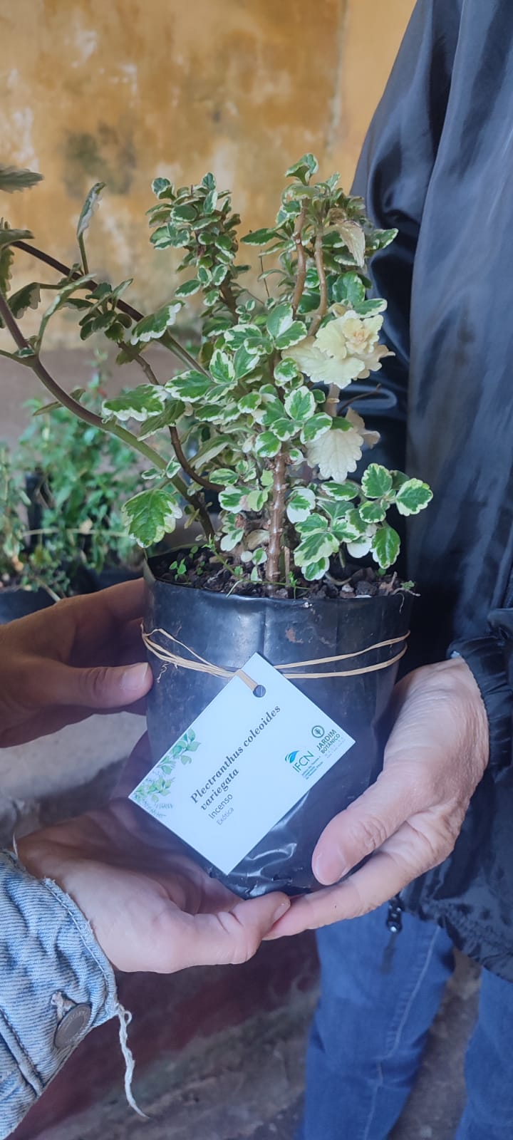 Banco Plantas 1