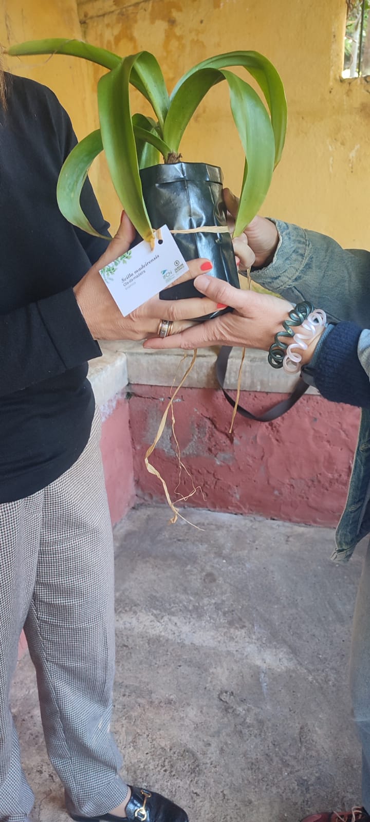 Banco Plantas 2
