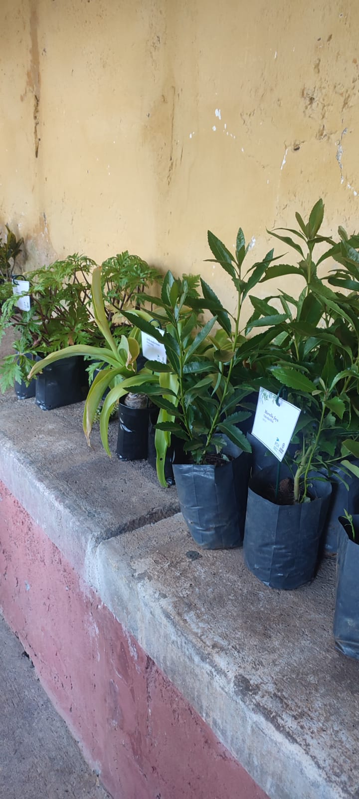 Banco Plantas 3