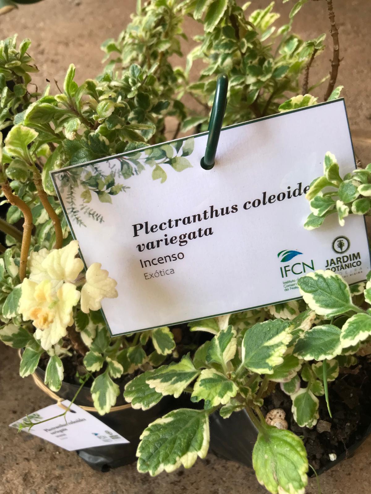Banco Plantas 5