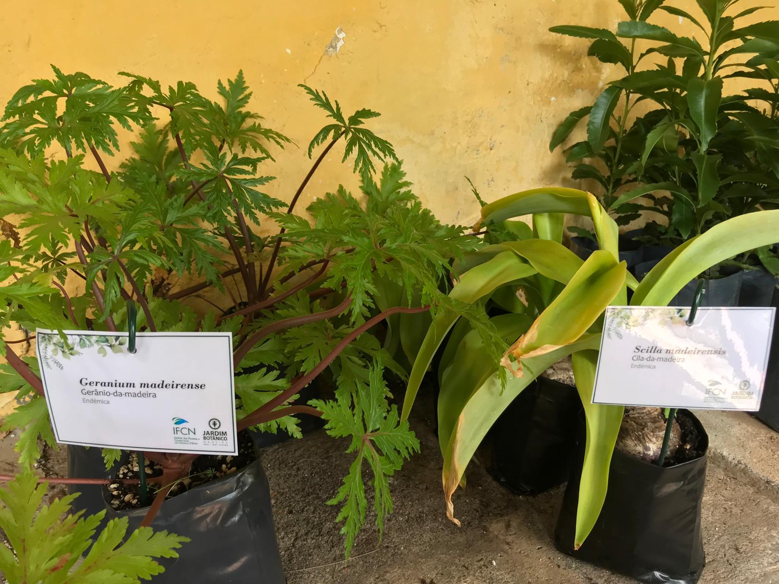 Banco Plantas 7