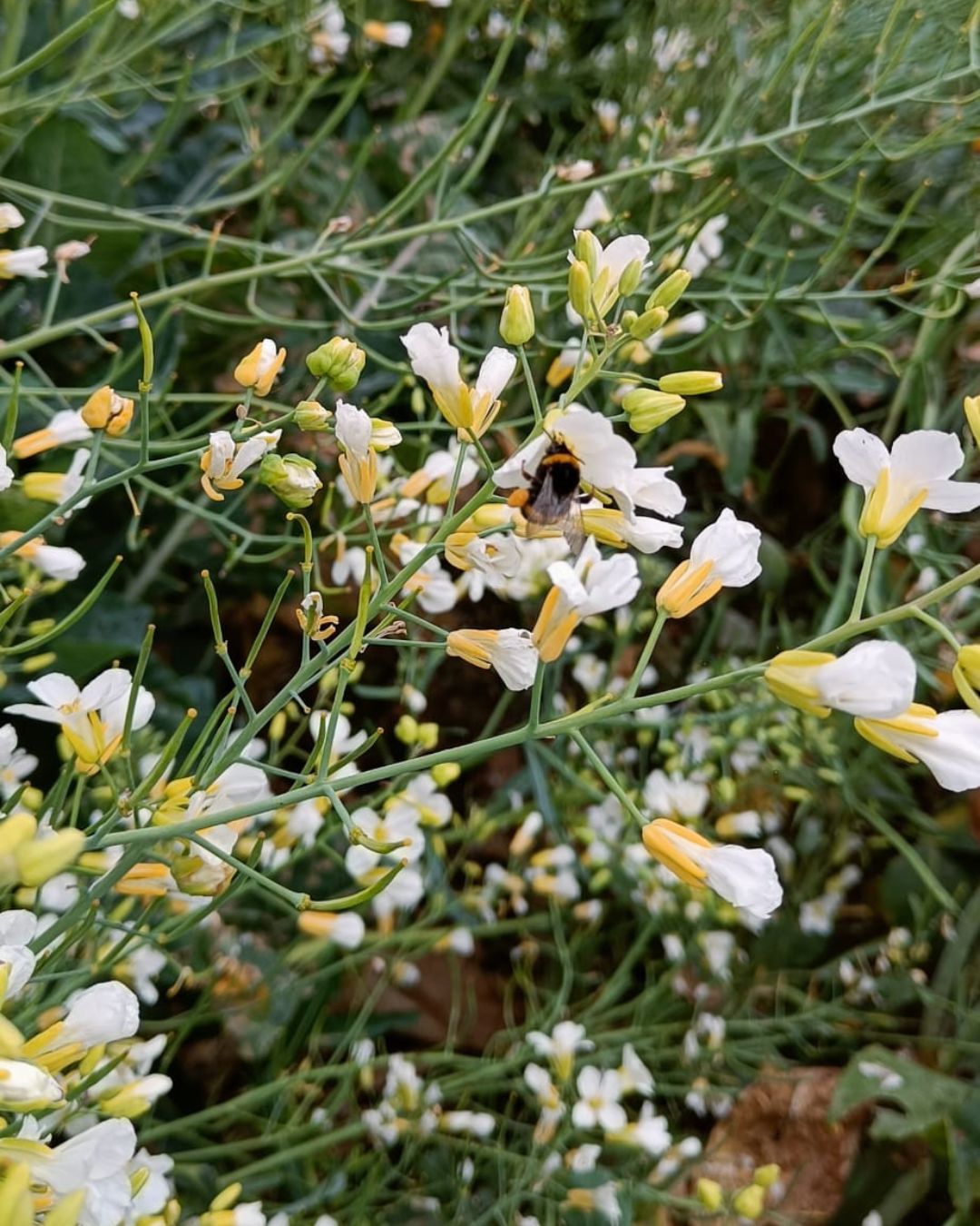 Plantas E Aux14