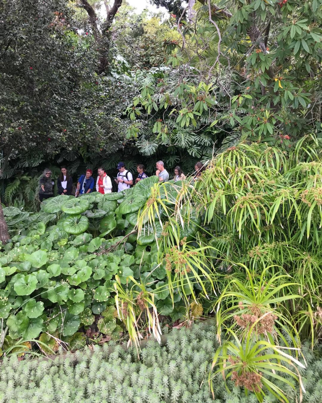 Plantas Aguat6