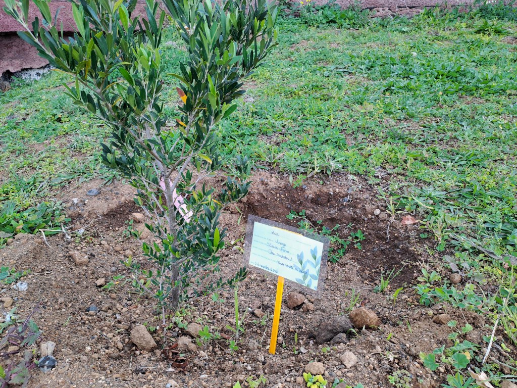 ApadrinhamentoPlantaMatur2