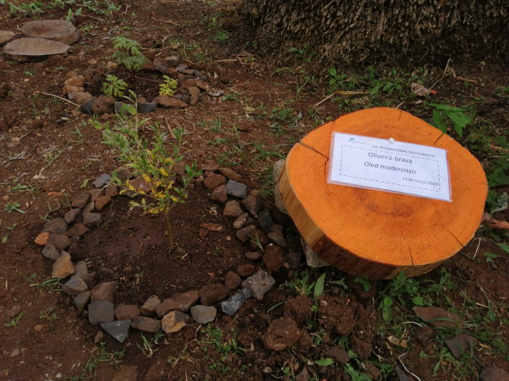 PlantacaooliveiraBrva