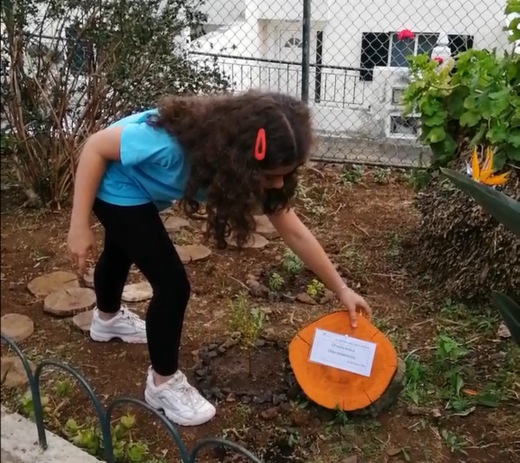 PlantacaooliveiraBrva2