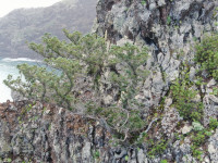 Ilhéu da Viúva (Rocha do Navio, Santana) monitorização do Zimbro (Juniperus turbinata subsp. canariensis)