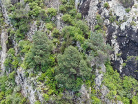 Larano (Porto da Cruz) monitorização do Zimbro (Juniperus turbinata subsp. canariensis)