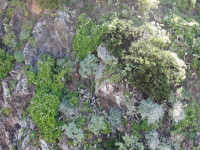 Vale da Ribeira Brava, monitorização da Corriola (Convolvulus massonii)
