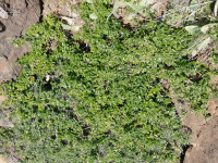 Vale da Ribeira Brava. Monitorização do Jasmineiro branco (Jasminum azoricum)