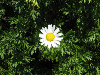 Argyranthemum thalassophylum (Filipe Viveiros)