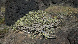 Euphorbia anachoreta (Mario Boieiro e Pedro Jardim)