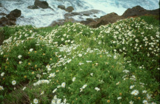 10 Argyranthemum thalassophilum