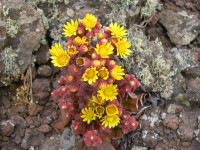Flora Aeonium gladulosum