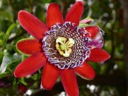 Passifloraquadrangularis