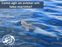 COMO AGIR AO AVISTAR UM LOBO-MARINHO?
