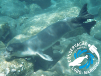 Como agir ao avistar um lobo-marinho?